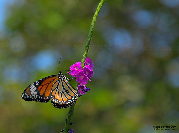 butterfly flower at aperture f/3.5 depth-of-field shallow