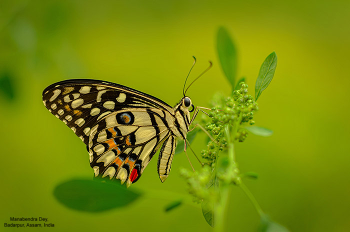 shallow depth-of-field with large aperture blurs background