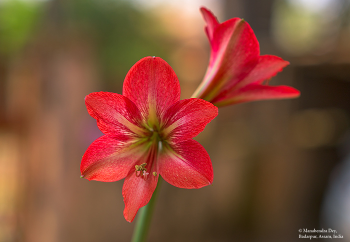 Flower at aperture f/2.8 shallow depth-of-field creamy bokeh