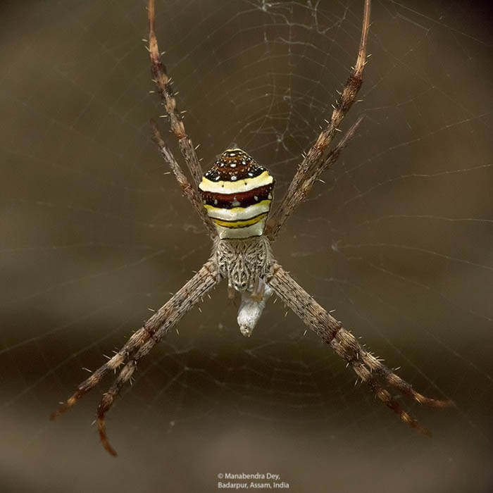 spider macro at aperture f/25 depth-of-field largest