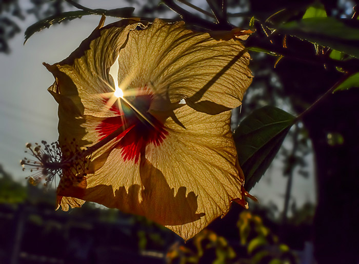 Sunburst effect in photography