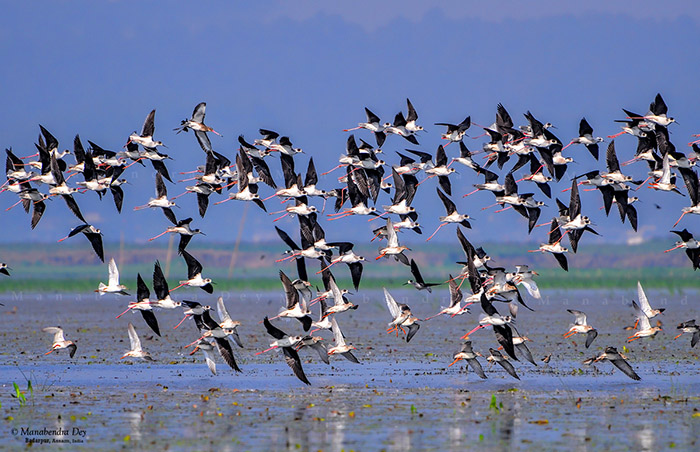 fast shutter-speed freezes birds-in-flight