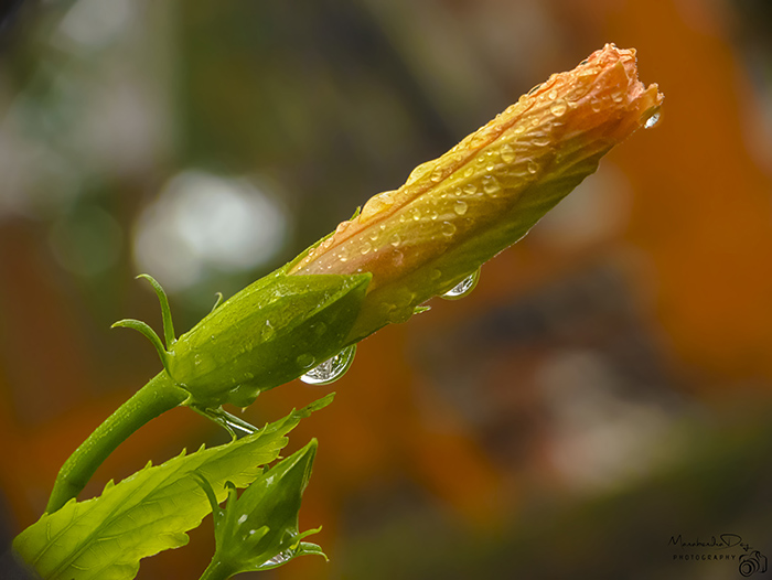 flower: magnification in photography.jpg